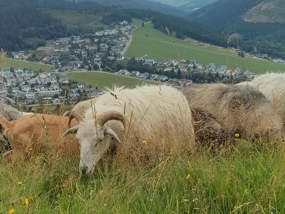 Ferienwohnung Mohnwiese Und Blumenwiese Willingen  Dış mekan fotoğraf